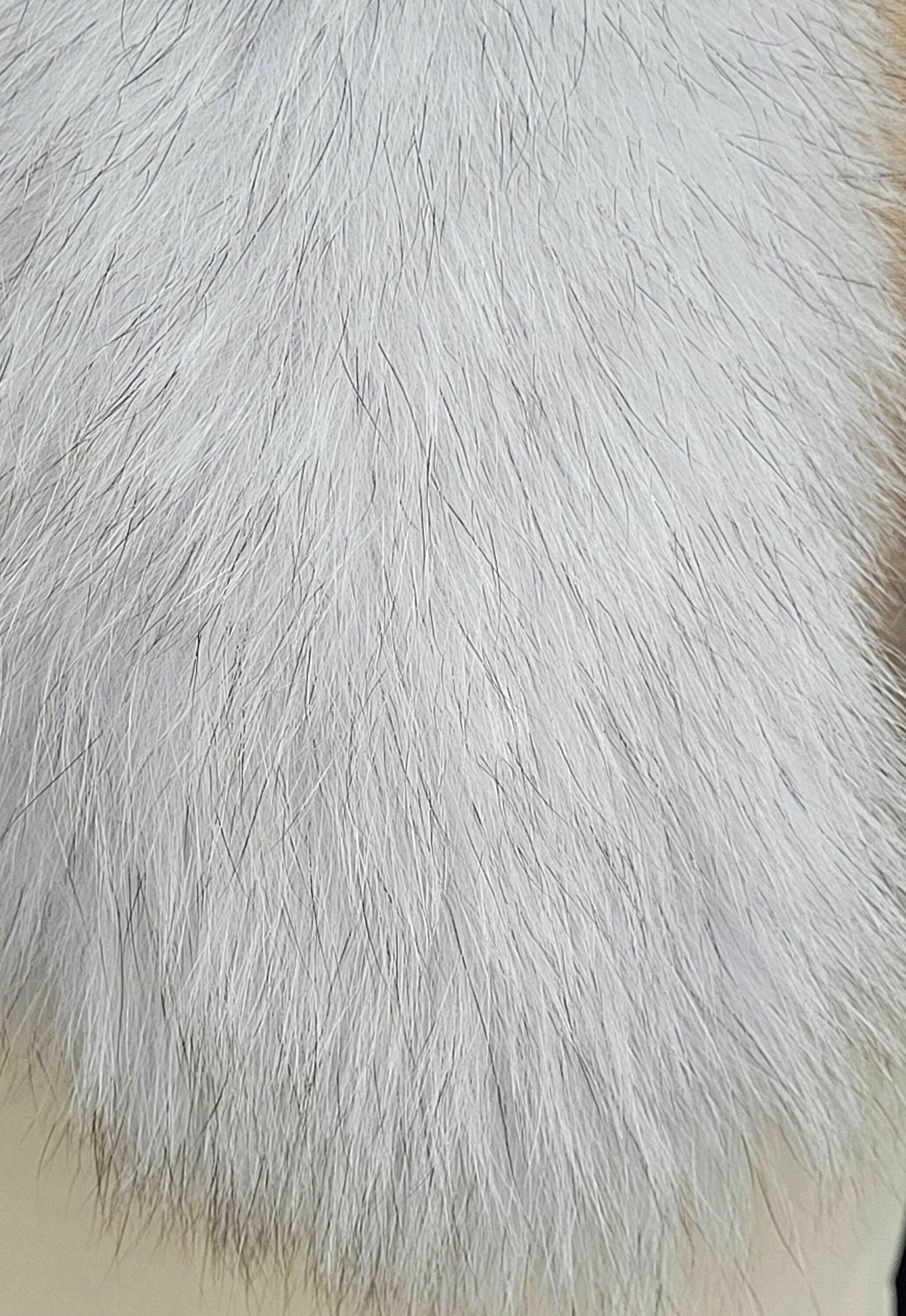 BY ORDER XL White with Black tips Large Real Fox Fur (not Tail) Trim Hood, Fox Fur Collar, Fur Scarf, Fur Ruff, Fur Hood, Fur Collar